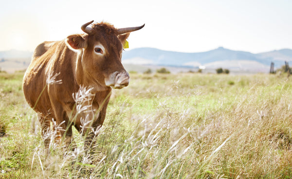 The Return of Beef Tallow: How Traditional Cooking Is Making a Comeback